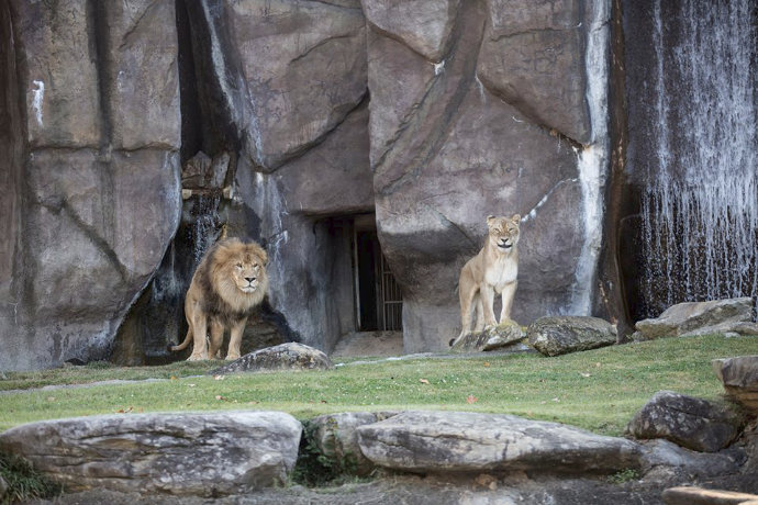 UNA Leon III Una